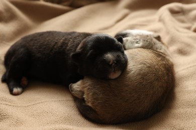 Tiny puppies sleeping together on beige blanket, closeup