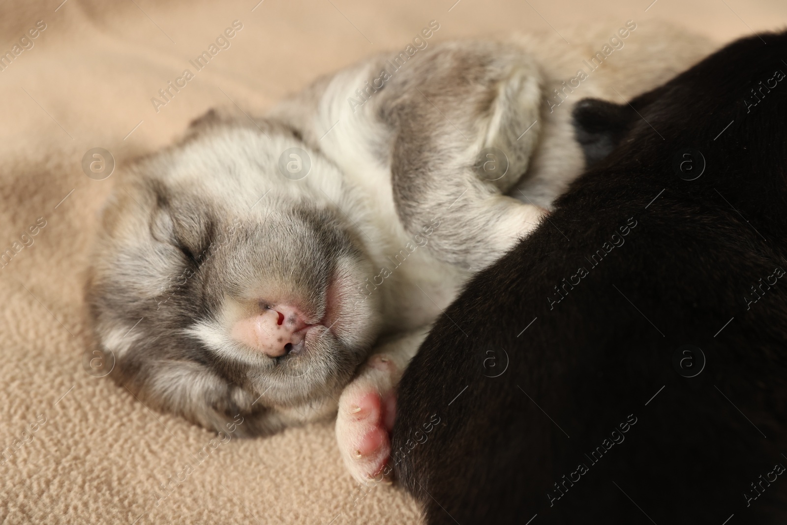 Photo of Tiny puppies sleeping together on beige blanket, closeup