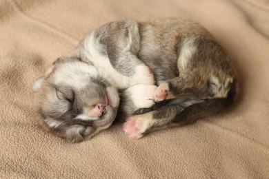 Photo of One tiny puppy sleeping on beige blanket