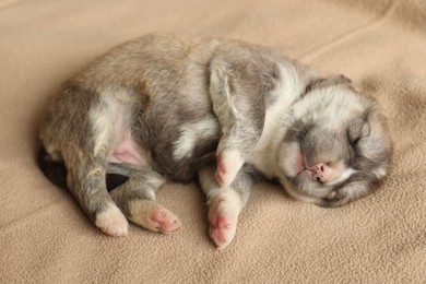 Photo of One tiny puppy sleeping on beige blanket