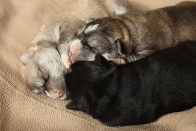 Tiny puppies sleeping together on beige blanket