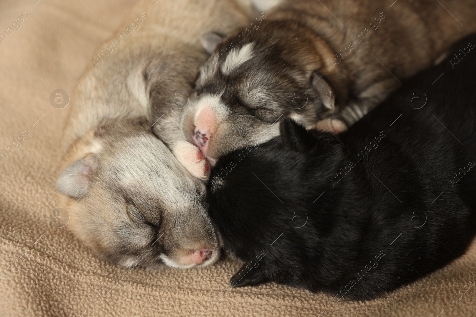 Photo of Tiny puppies sleeping together on beige blanket