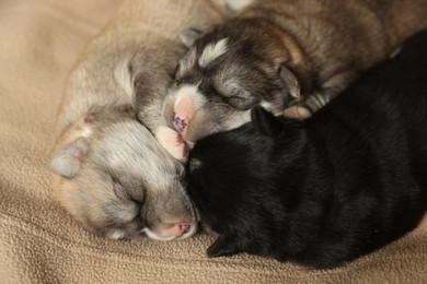 Tiny puppies sleeping together on beige blanket