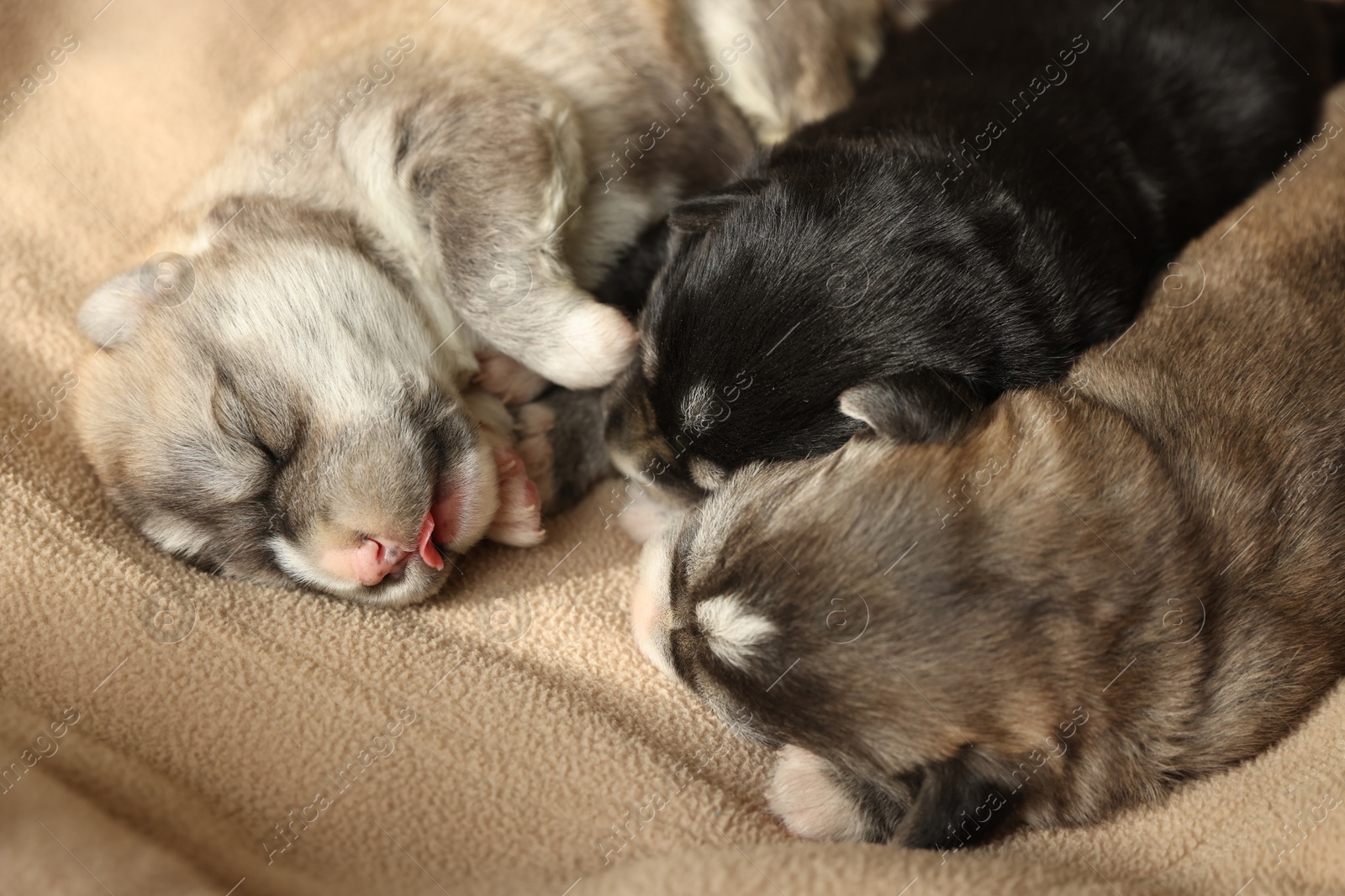 Photo of Tiny puppies sleeping together on beige blanket, closeup