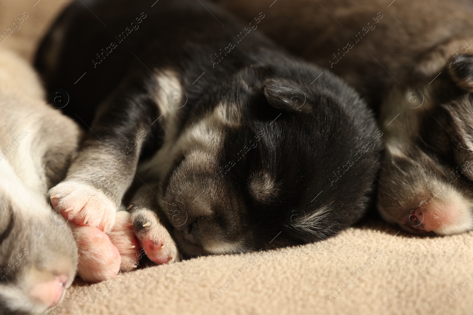 Photo of Tiny puppies sleeping together on beige blanket, closeup