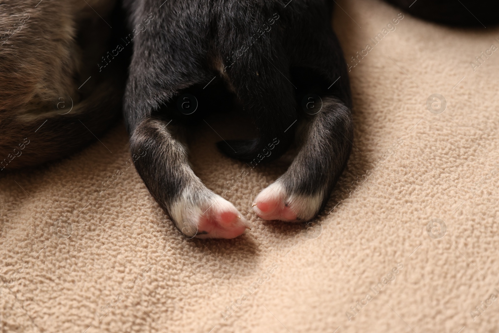 Photo of Tiny puppies lying on beige blanket, closeup