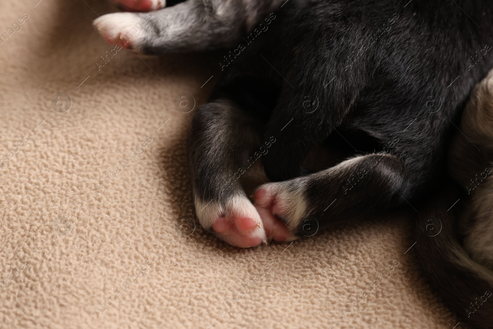 Photo of Tiny puppies lying on beige blanket, closeup