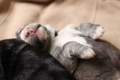 Photo of Tiny puppies sleeping together on beige blanket, closeup