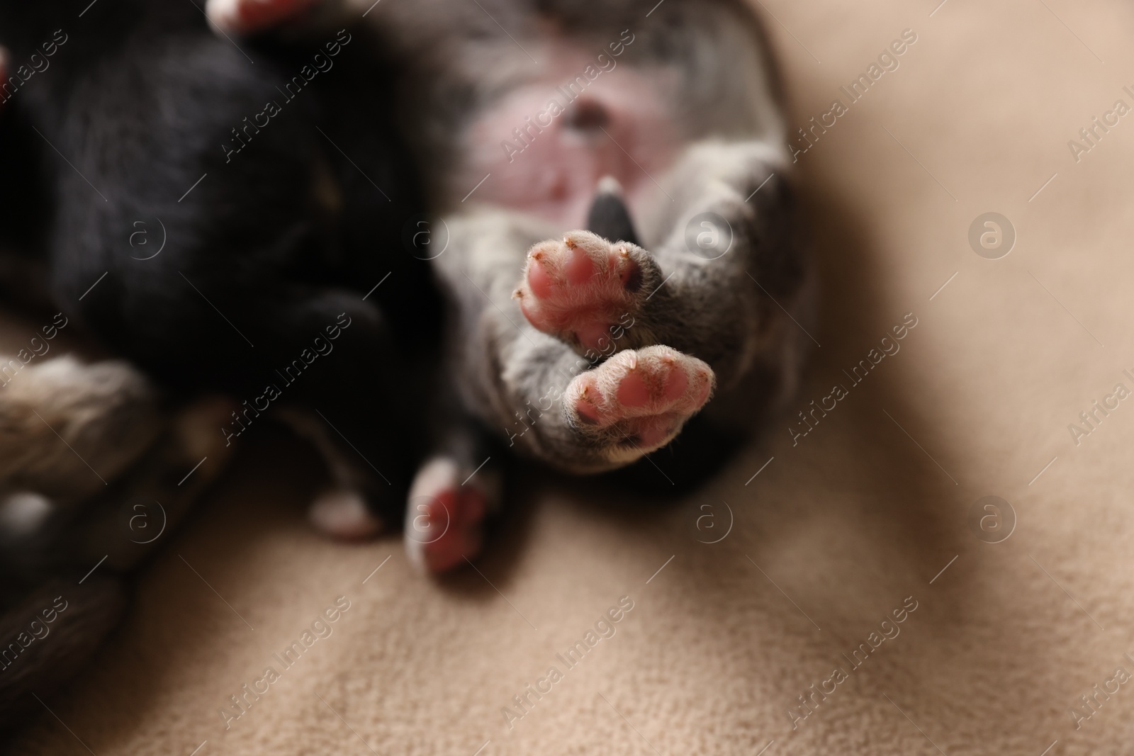 Photo of Tiny puppies lying on beige blanket, closeup