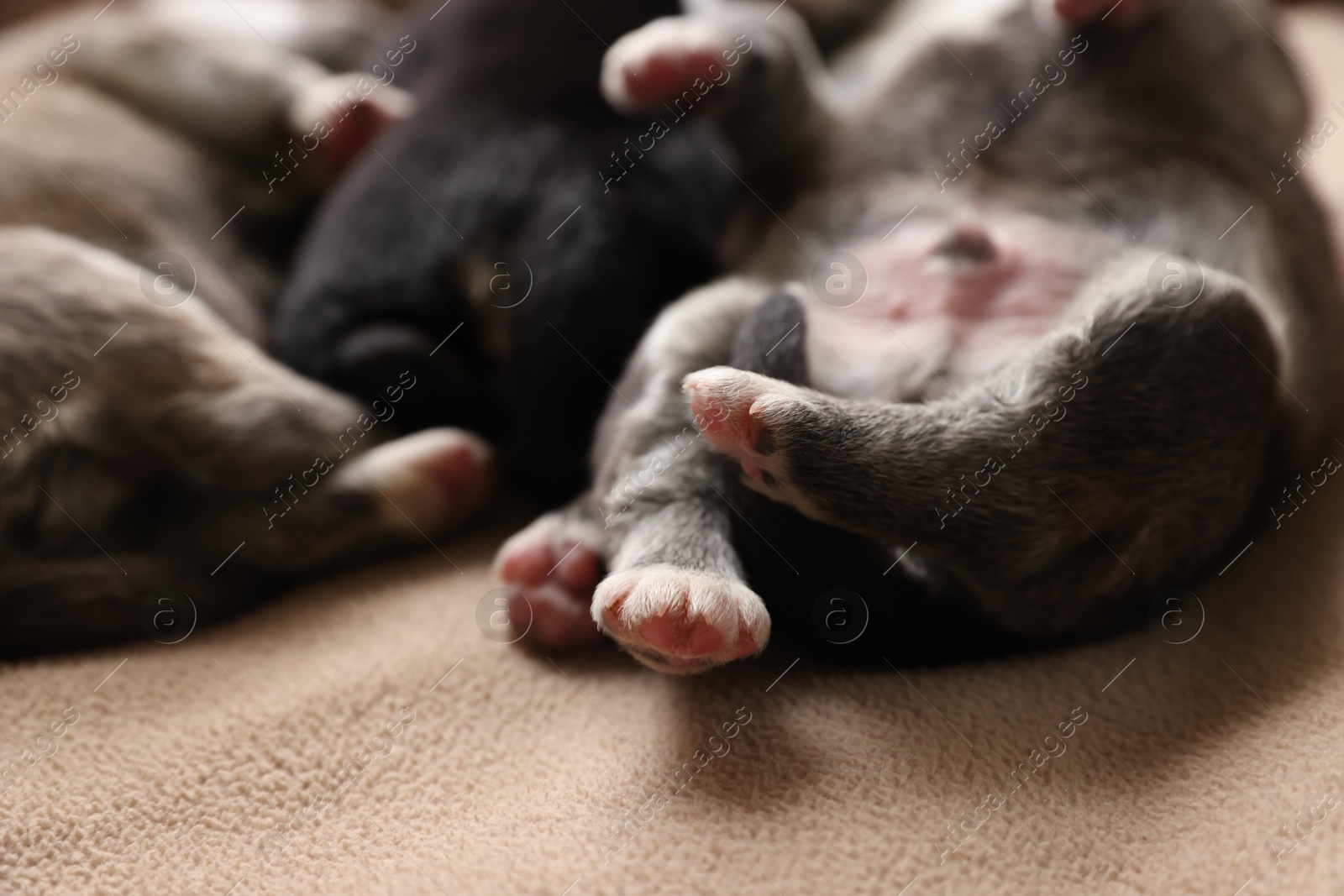 Photo of Tiny puppies lying on beige blanket, closeup