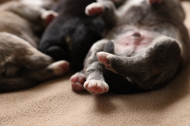 Tiny puppies lying on beige blanket, closeup