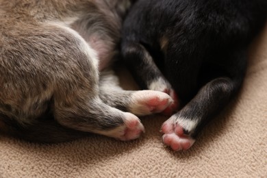 Tiny puppies lying on beige blanket, closeup