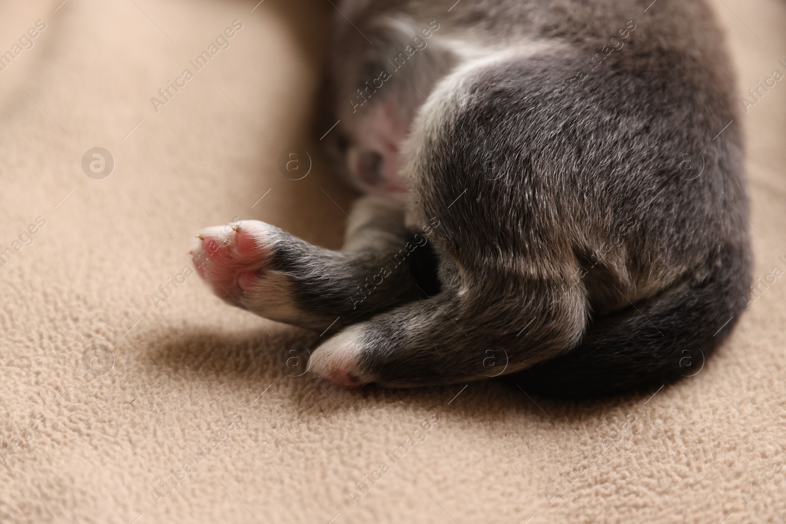 Photo of One tiny puppy on beige blanket, closeup