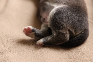 Photo of One tiny puppy on beige blanket, closeup