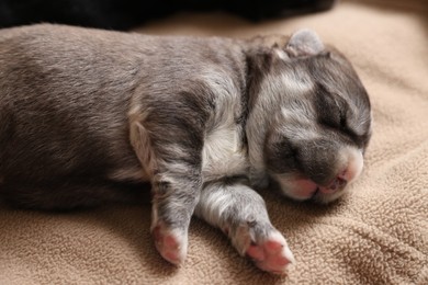 One tiny puppy sleeping on beige blanket, closeup