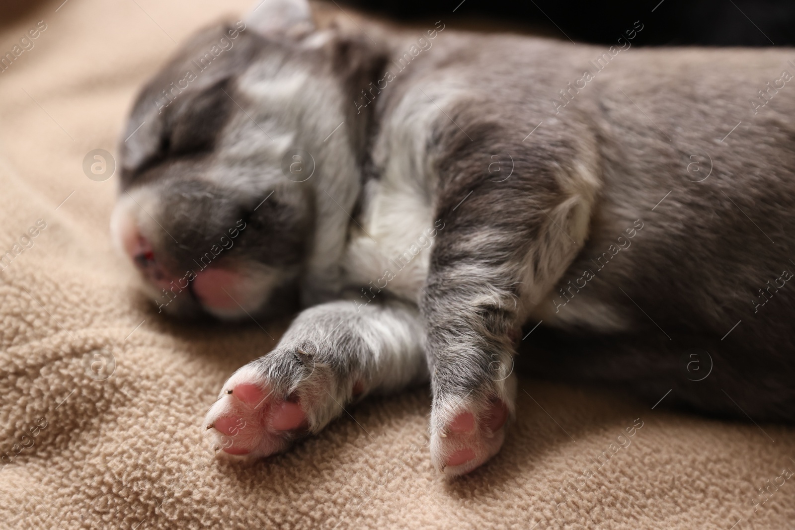 Photo of One tiny puppy sleeping on beige blanket, closeup