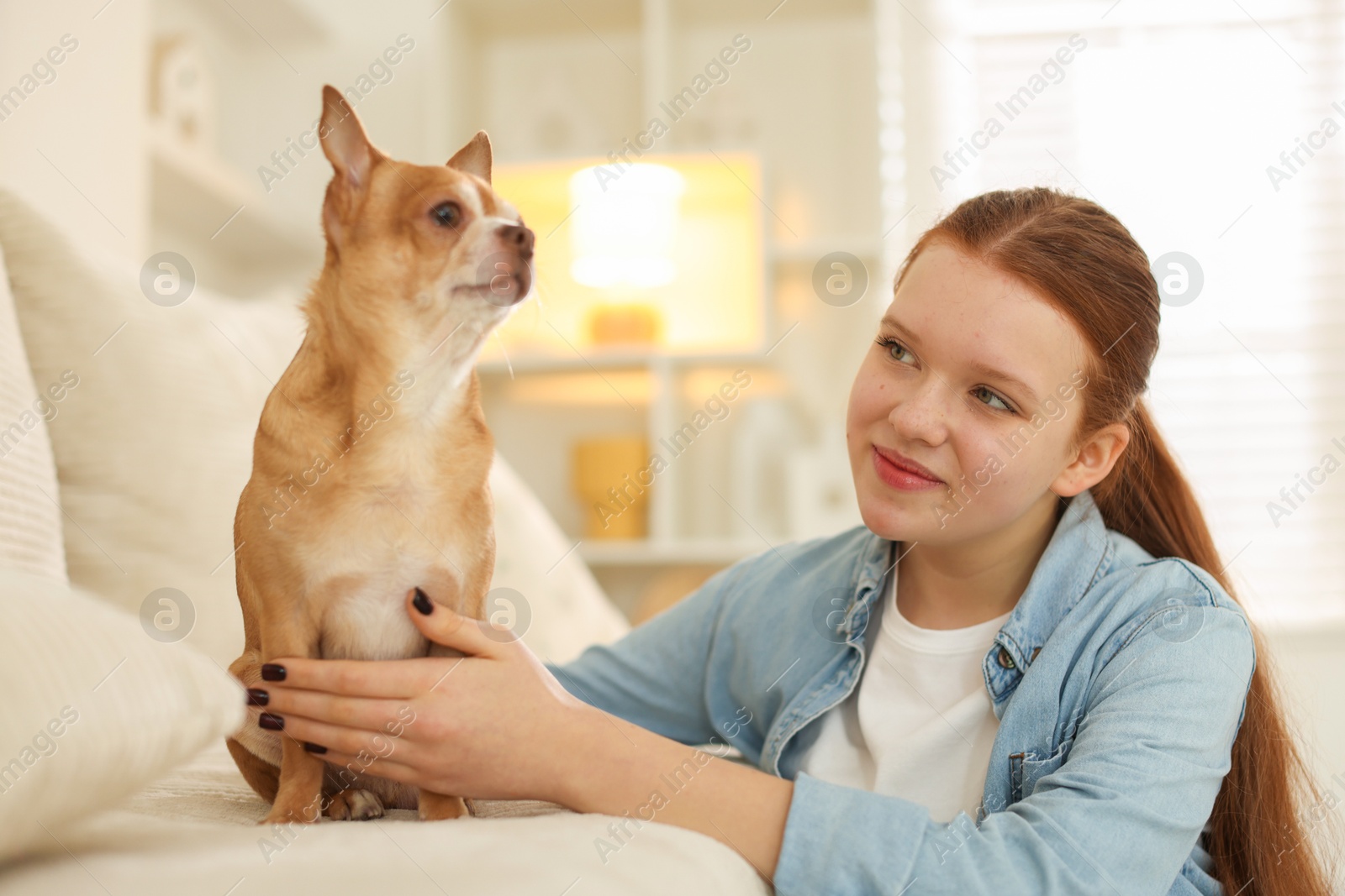 Photo of Teenage girl with her cute Chihuahua dog on sofa at home