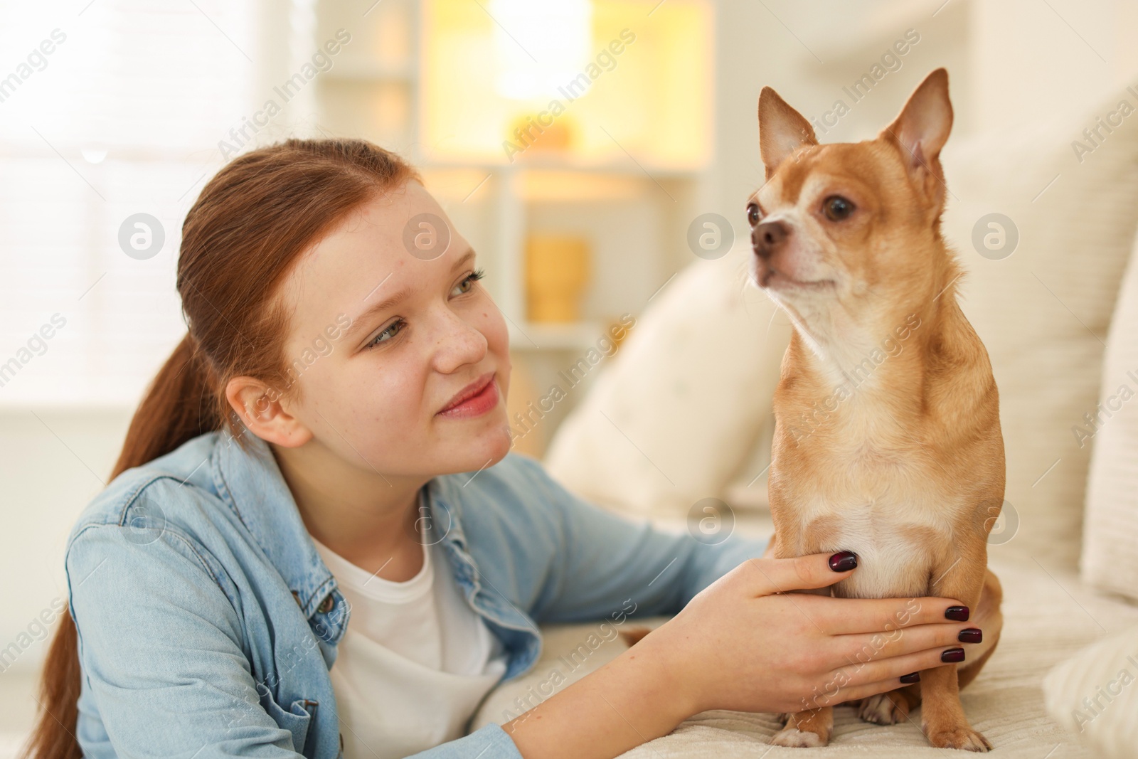 Photo of Teenage girl with her cute Chihuahua dog on sofa at home