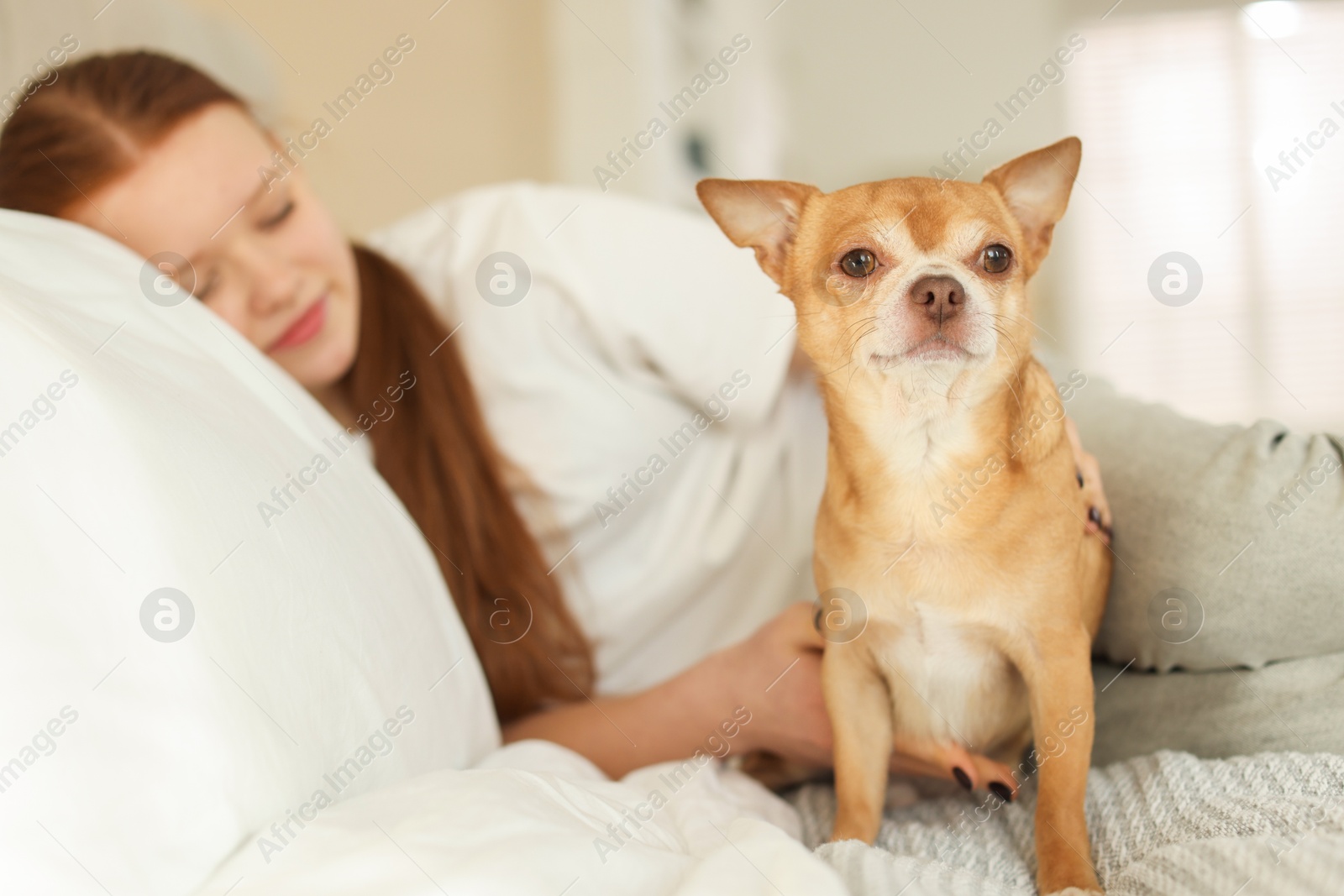 Photo of Teenage girl with her cute Chihuahua dog on bed at home, selective focus