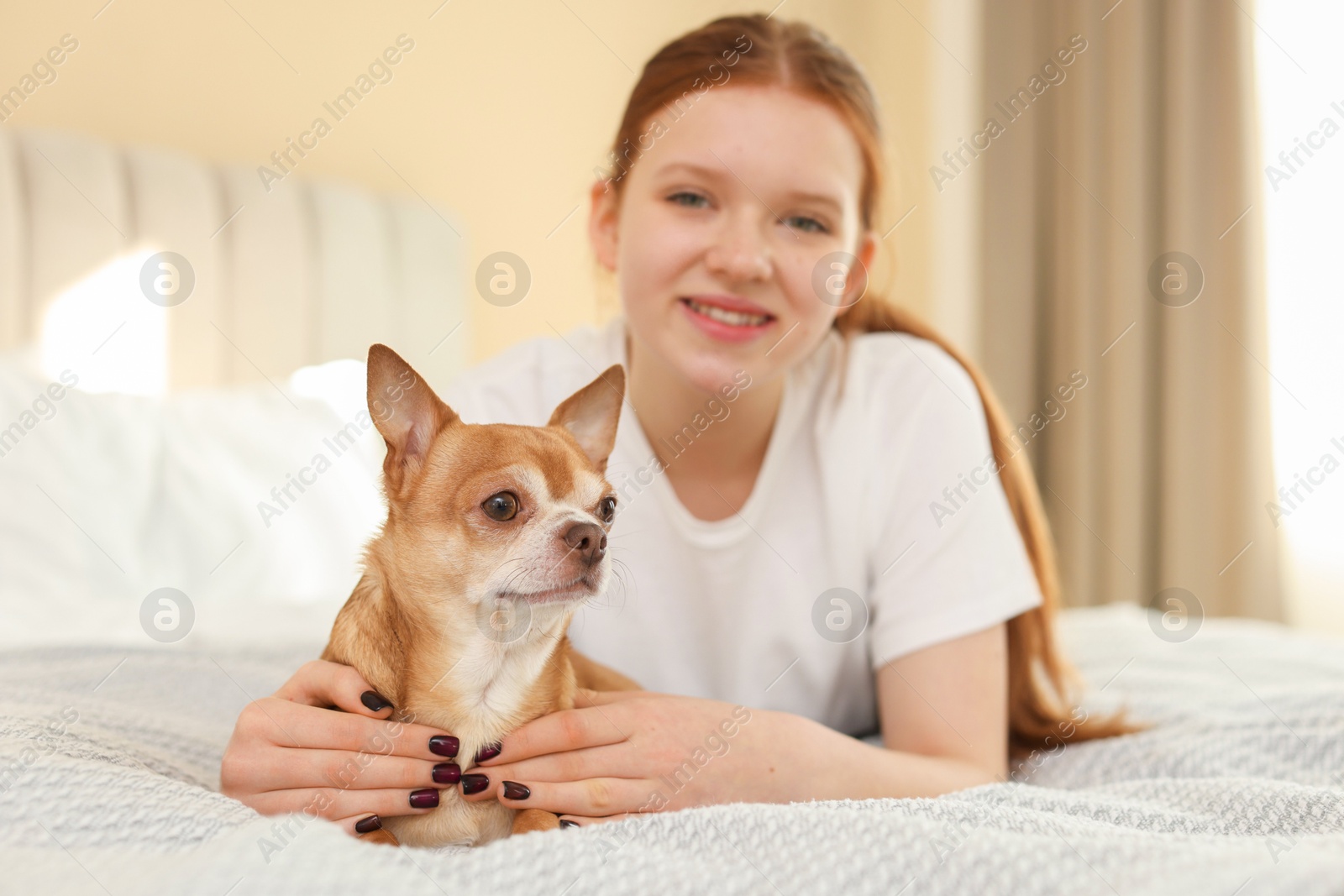 Photo of Teenage girl with her cute Chihuahua dog on bed at home, selective focus