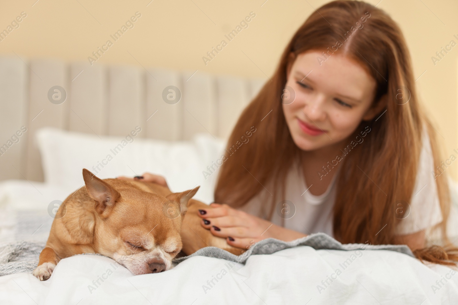 Photo of Teenage girl with her cute Chihuahua dog on bed at home, selective focus