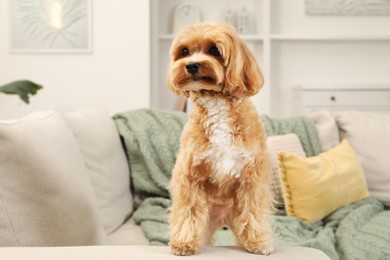 Photo of Cute Maltipoo dog on sofa at home