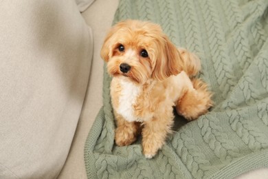 Photo of Cute Maltipoo dog on sofa at home