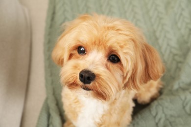 Cute Maltipoo dog on sofa at home