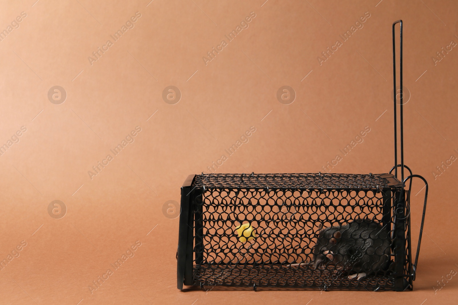 Photo of Rat in black metal mouse trap on brown background, space for text