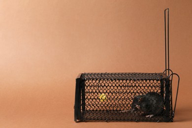 Rat in black metal mouse trap on brown background, space for text