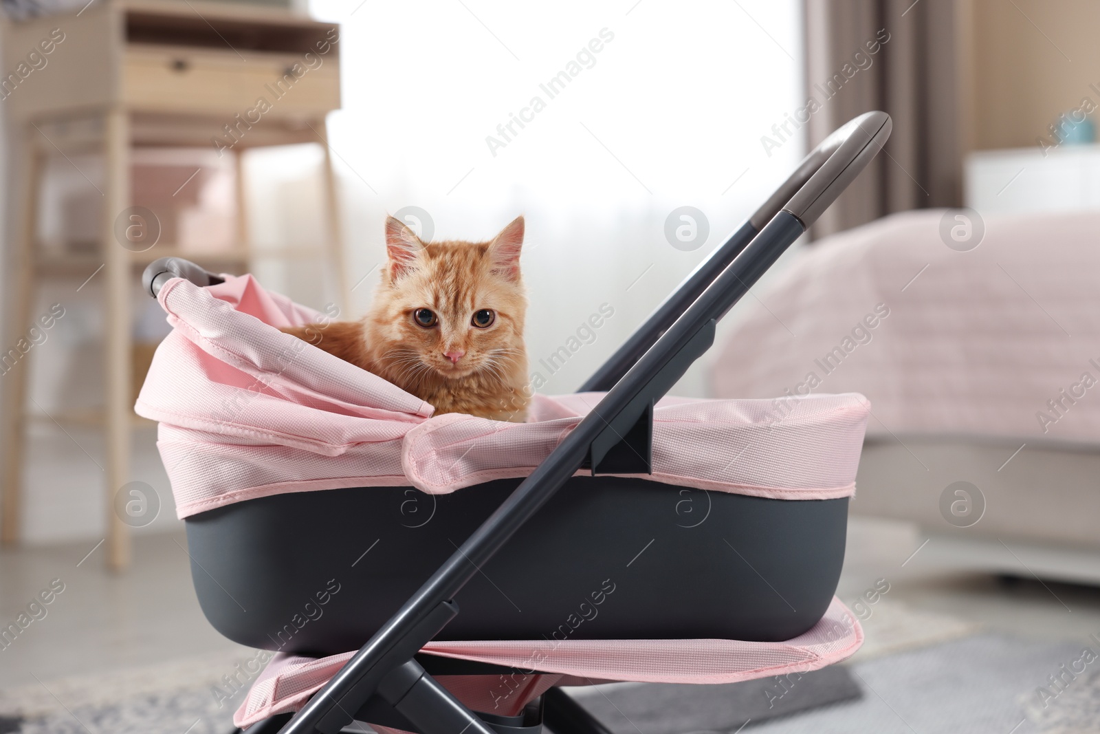 Photo of Cute ginger cat in doll stroller indoors