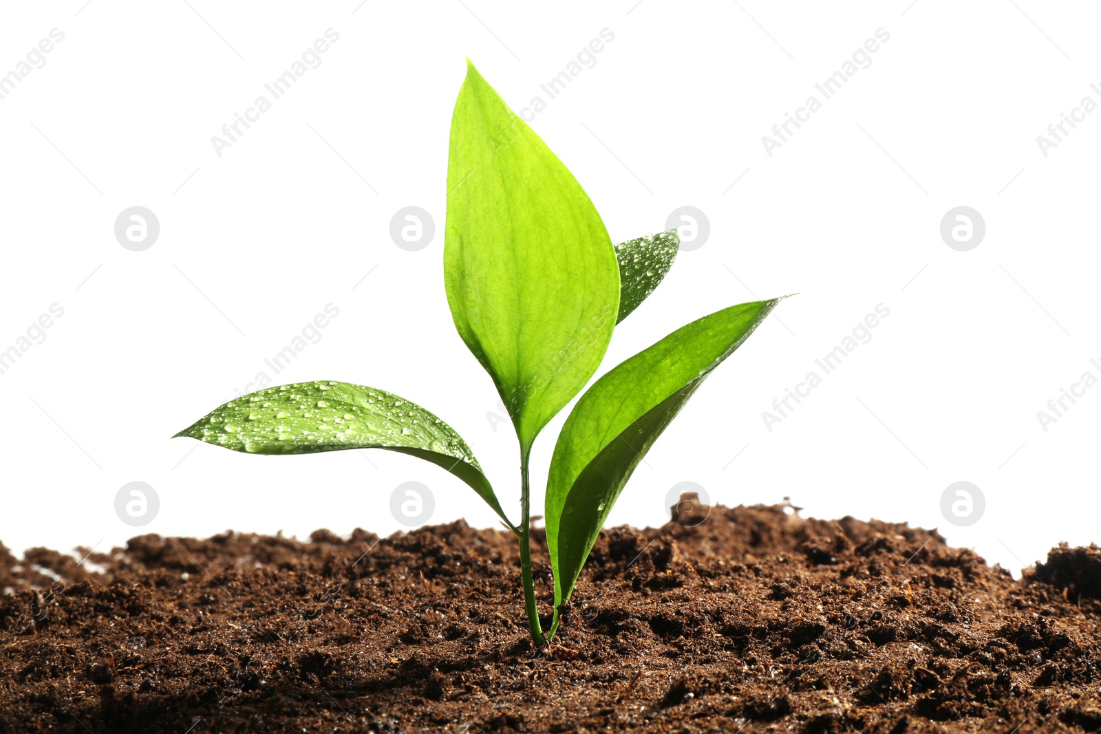 Photo of Young sapling in soil isolated on white