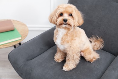 Photo of Cute Maltipoo dog in armchair at home