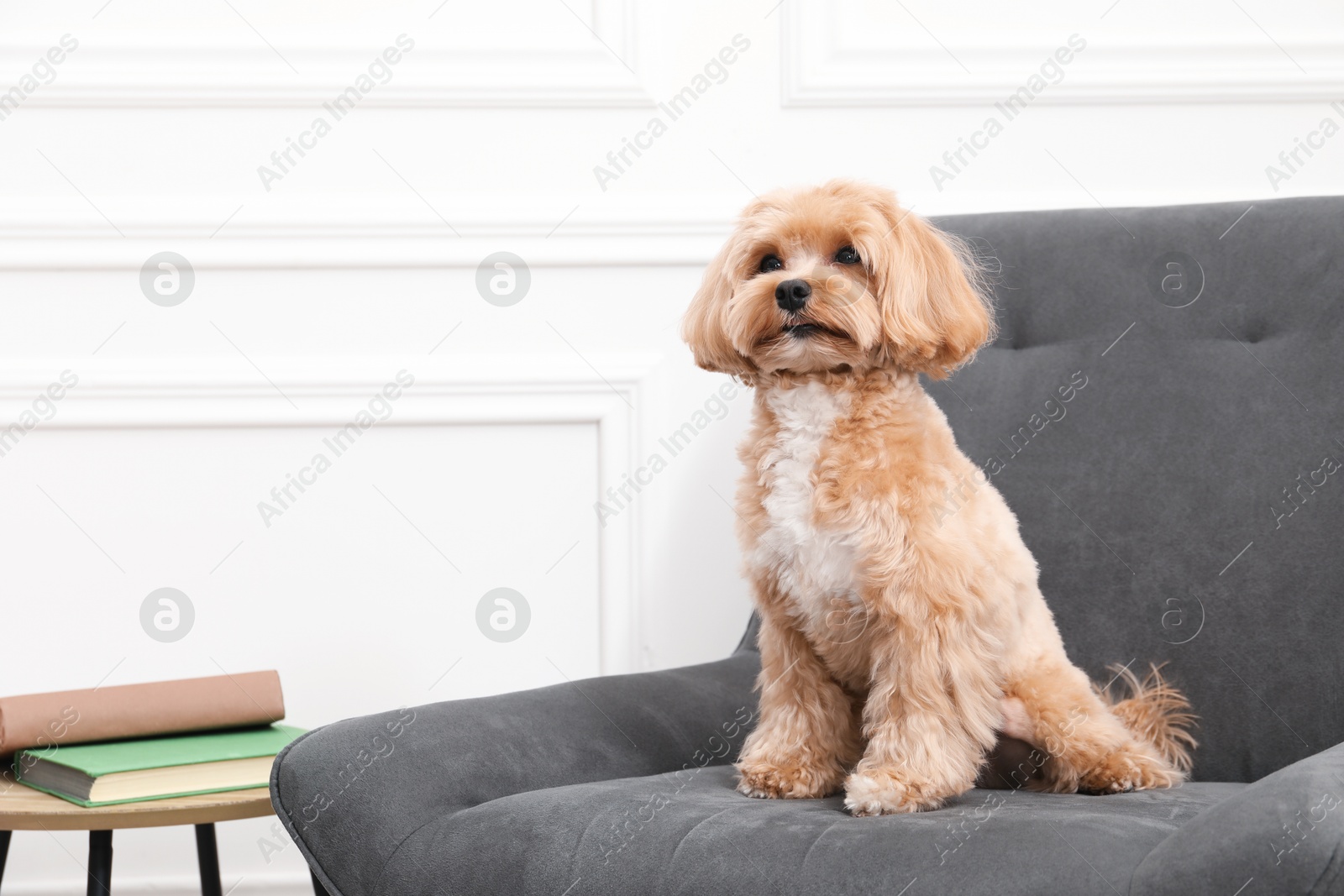 Photo of Cute Maltipoo dog in armchair at home