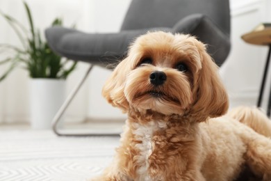 Cute Maltipoo dog on floor at home, space for text