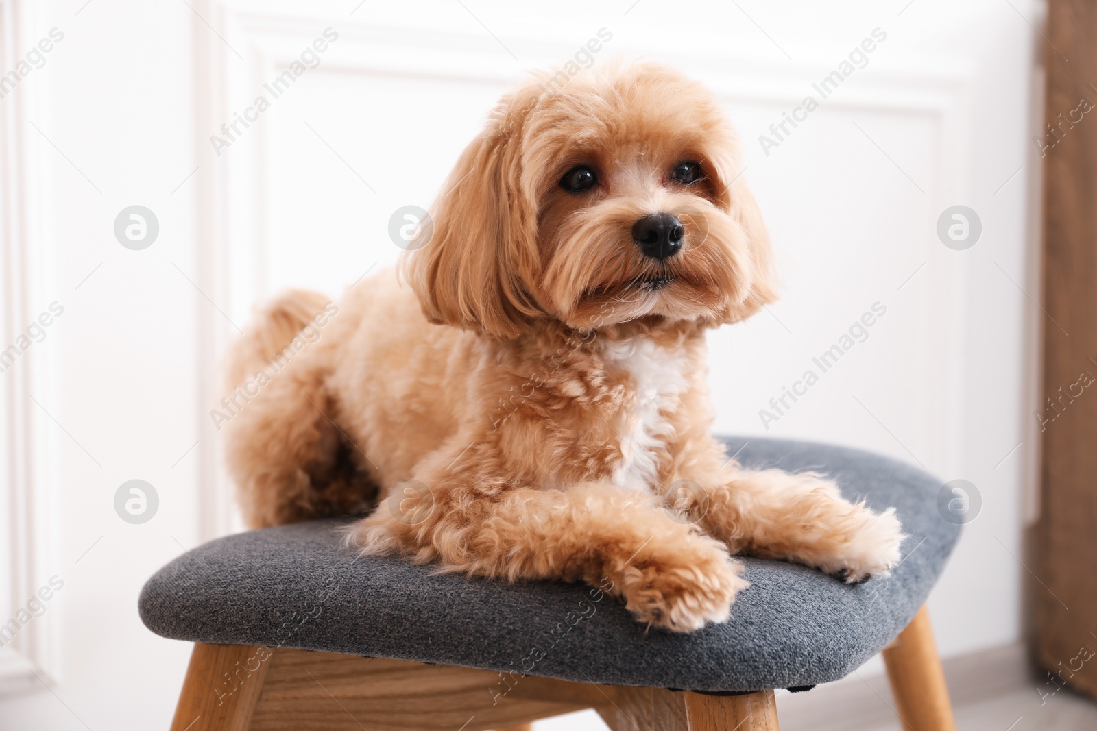 Photo of Cute Maltipoo dog on ottoman at home