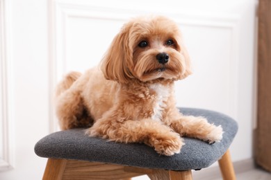 Cute Maltipoo dog on ottoman at home