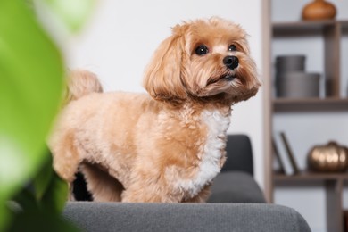 Cute Maltipoo dog on sofa at home