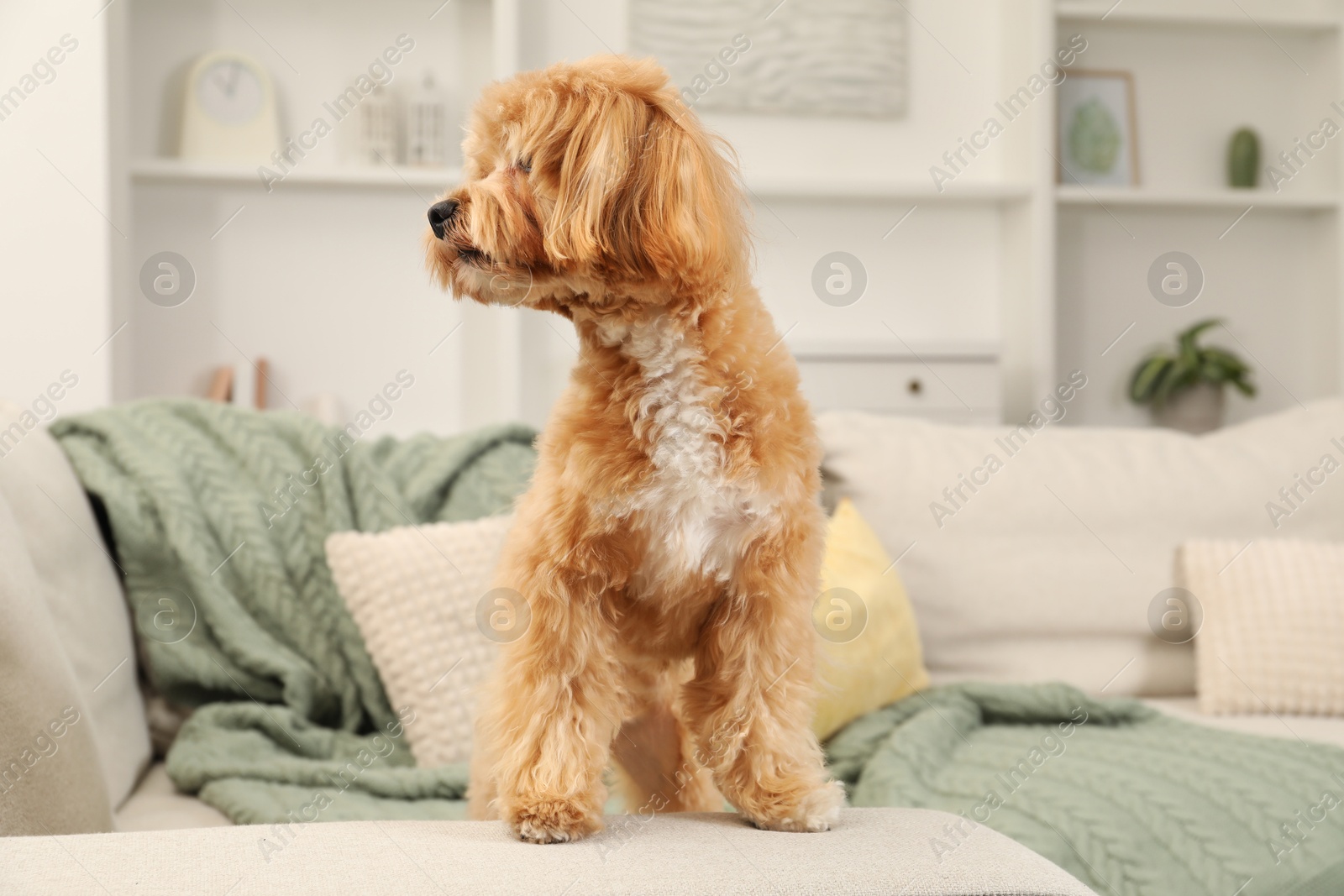 Photo of Cute Maltipoo dog on sofa at home