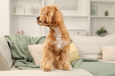 Photo of Cute Maltipoo dog on sofa at home