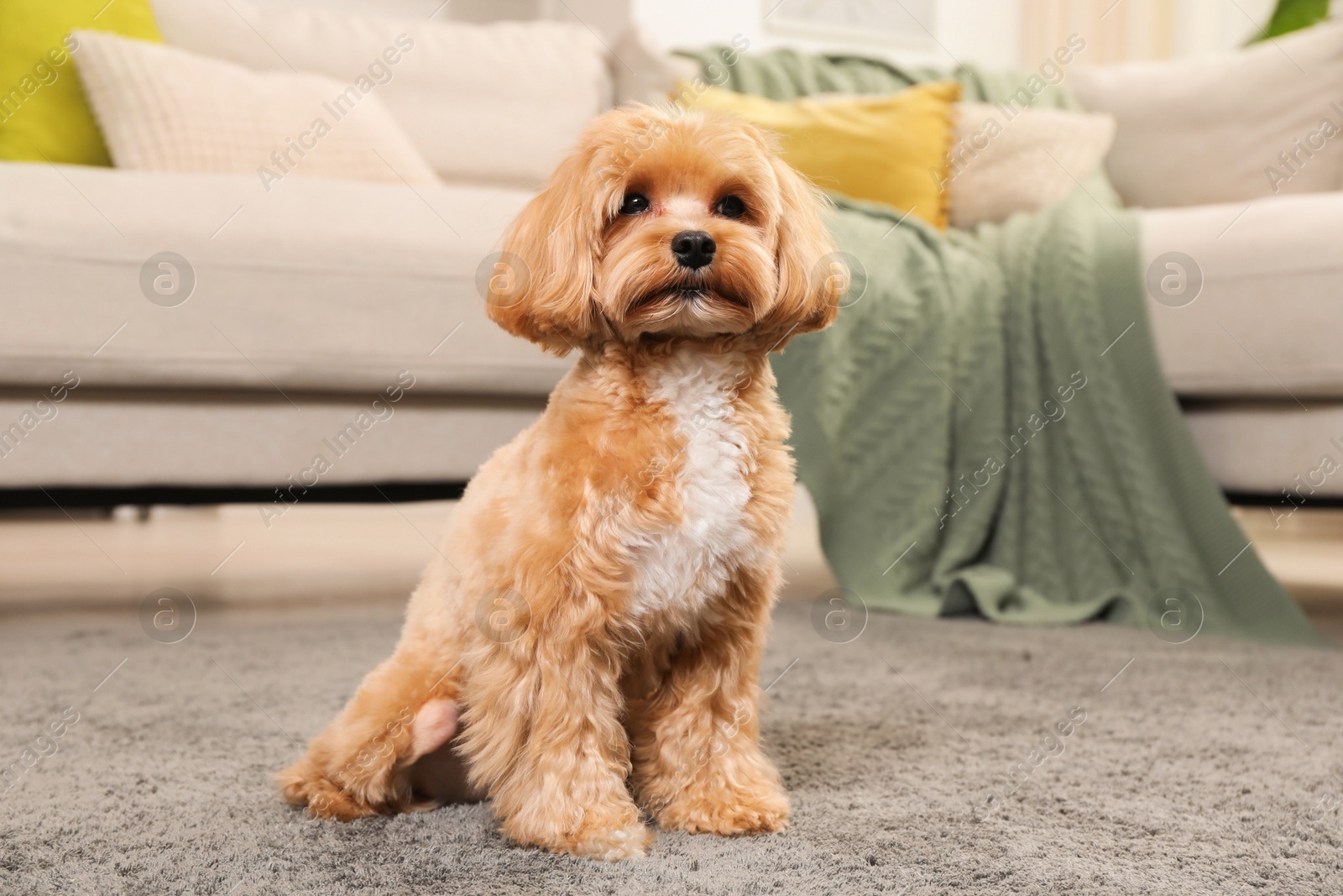 Photo of Cute Maltipoo dog on carpet at home