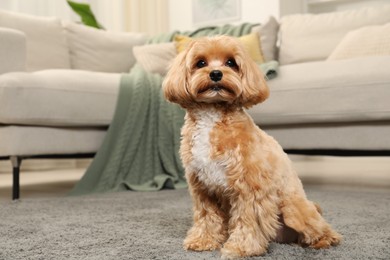 Cute Maltipoo dog on carpet at home, space for text