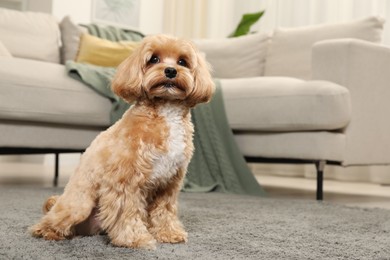 Photo of Cute Maltipoo dog on carpet at home, space for text