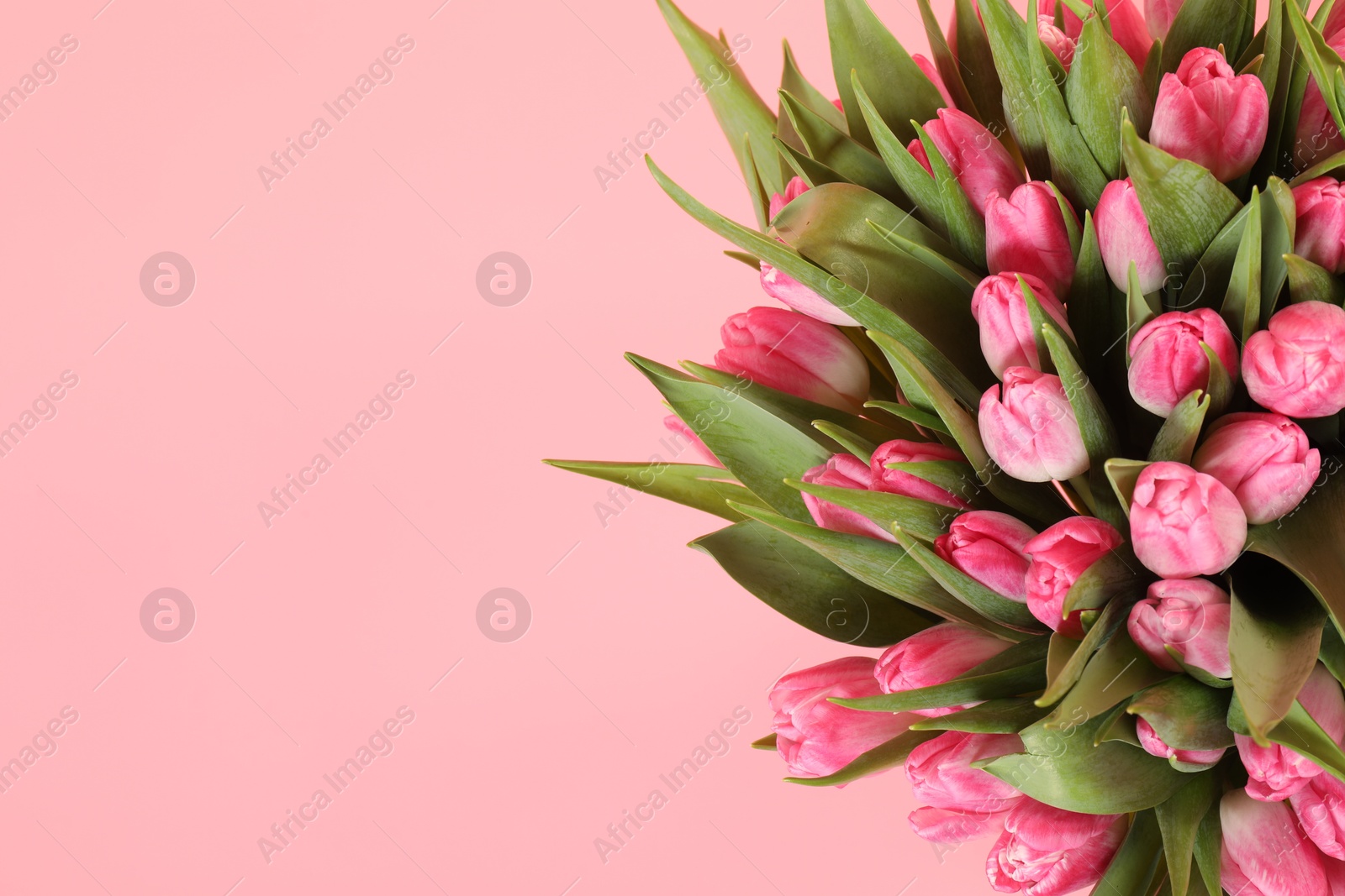 Photo of Bouquet of beautiful tulips on pink background, top view. Space for text