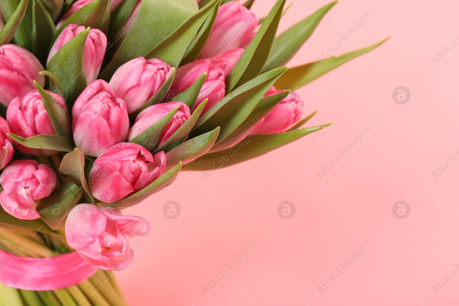 Photo of Bouquet of beautiful tulips on pink background, closeup. Space for text