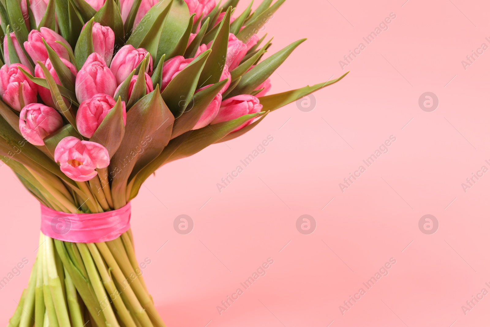 Photo of Bouquet of beautiful tulips on pink background, closeup. Space for text