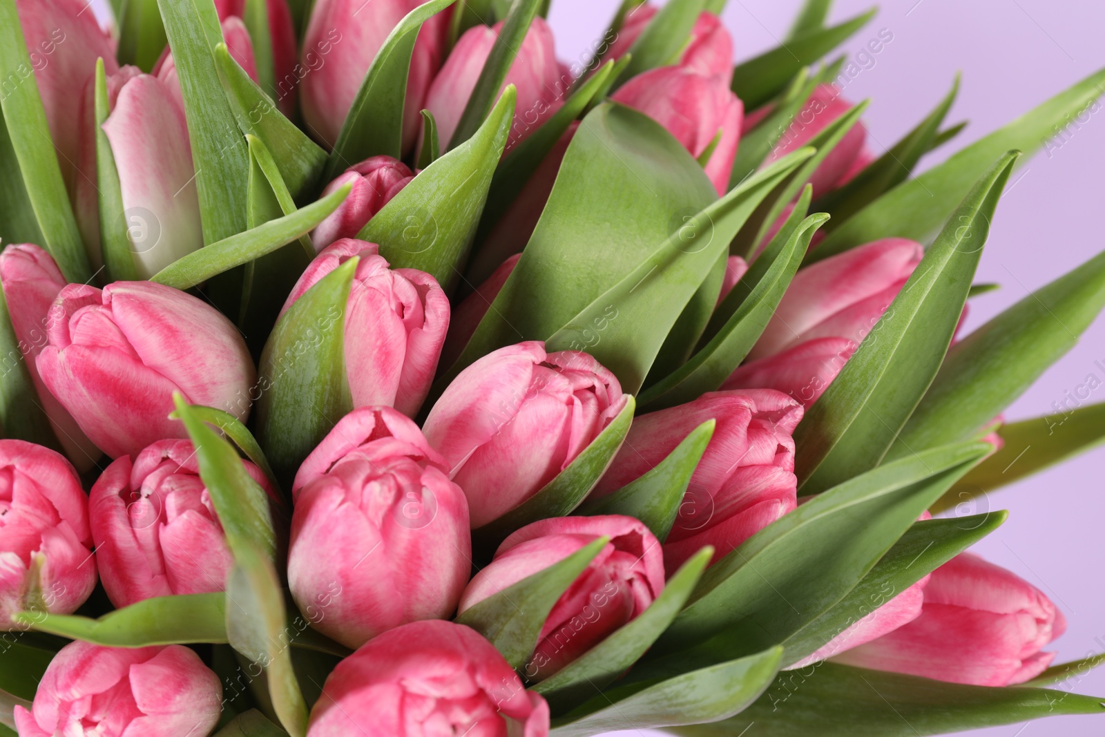 Photo of Bouquet of beautiful tulips on lilac background, closeup