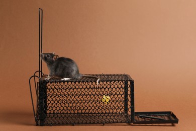 Rat on metal mouse trap against brown background