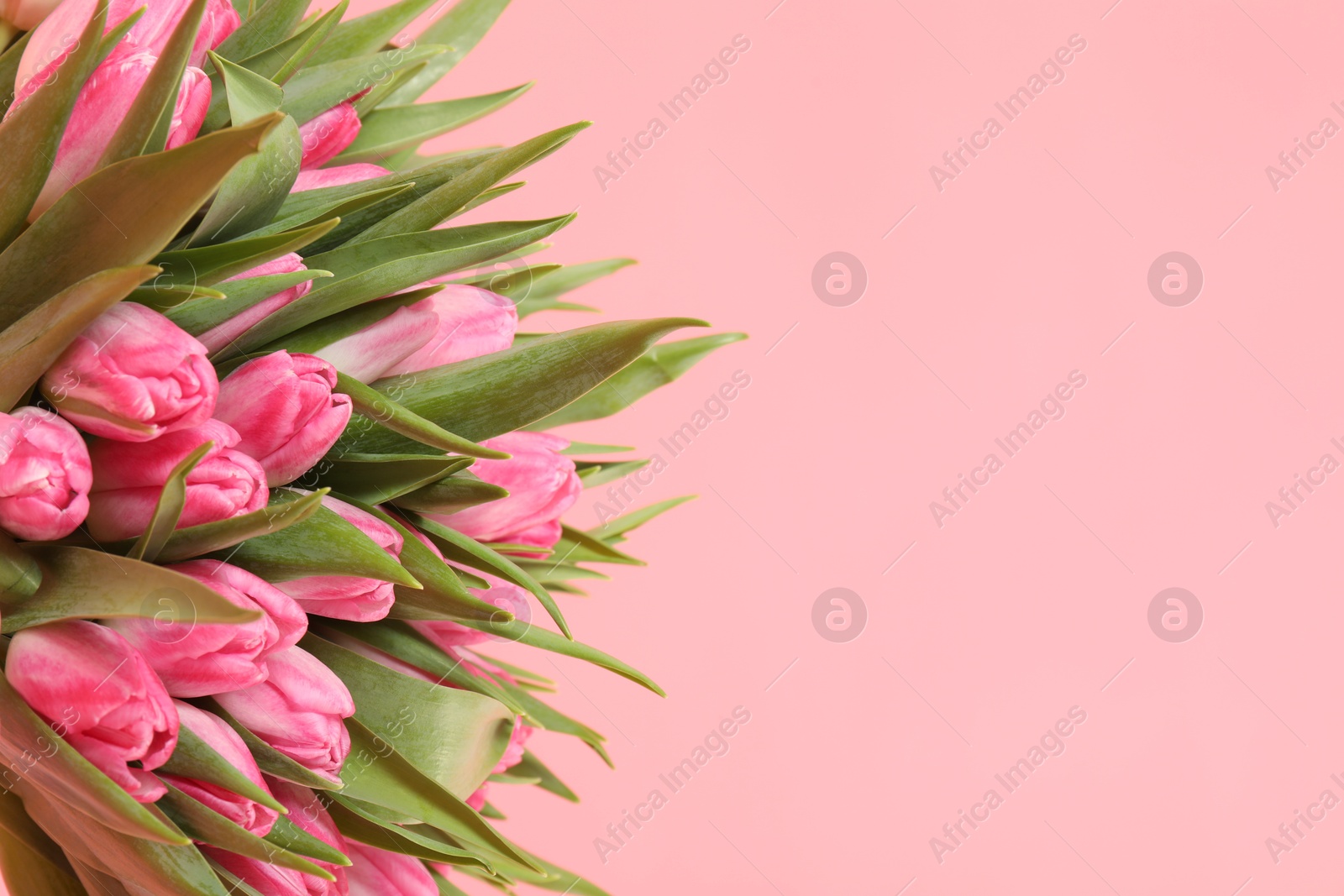 Photo of Bouquet of beautiful tulips on pink background, closeup. Space for text