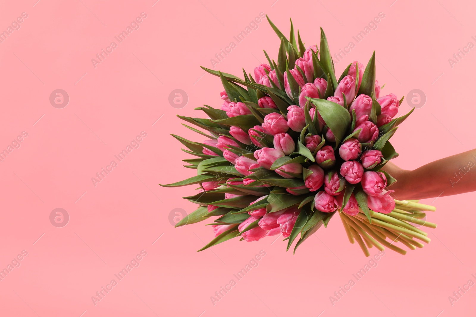 Photo of Woman with bouquet of beautiful tulips on pink background, closeup. Space for text